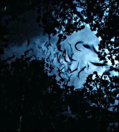 Et pour finir, quelques références cinématographiques. Des chauves-souris surgissent de la Forêt interdite et s'agitent autour de Buck comme elles se seraient ameutées autour de :