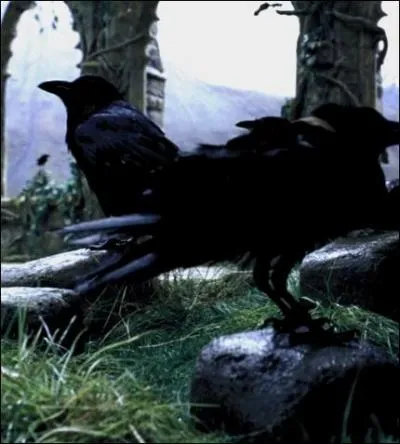Sentant la décapitation arriver, des dizaines de corbeaux s'amassent près du potager. Ils pincent Harry comme ils ont pincé Melanie Daniels, héroïne d'un thriller de :