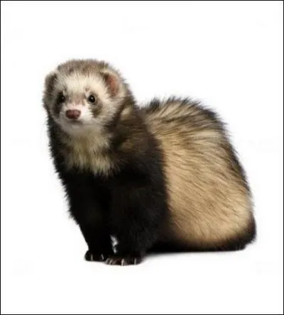 Attardons-nous sur ces petits détails qui rendent le film plus croustillant et qui font la joie des fans... De quel animal Buck se nourrit-t-il ?