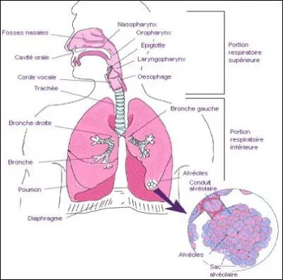 Pour éviter de faire exploser ses alvéoles pulmonaires (danger de mort), que doit absolument faire un plongeur qui remonte ?