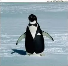 Les pingouins n'ont pas de genoux.