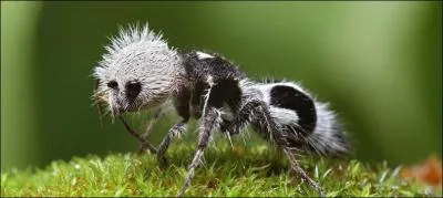 Cette fourmi se nomme la fourmi-panda.