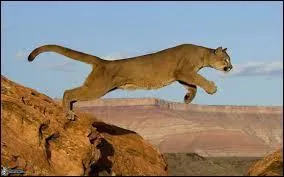 Les pumas étaient sur la liste des animaux menacés de disparition depuis 1973. Ils ont officiellement disparu.