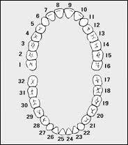 Combien de dents un adulte possède-t-il ?