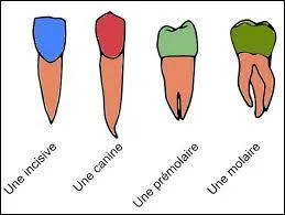 Combien de catégories de dents existe-t-il ?