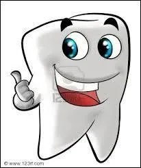 Quel est le rôle des molaires ?