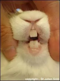 Quel est le rôle des incisives ?