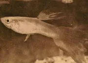 Quiz Histoire du guppy