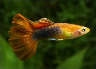 Quel est le " genre " de classification du Guppy ?