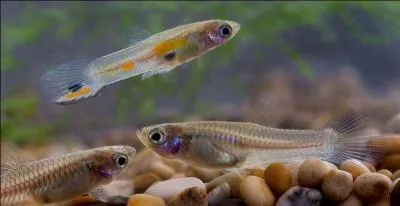 En quelle année a-t-il été découvert ?