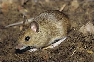 Quel est cet animal ?