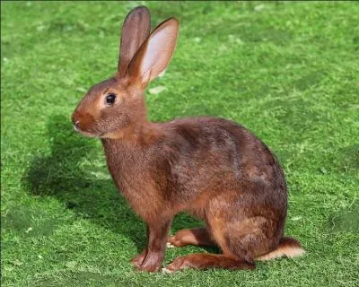 Quel est cet animal ?