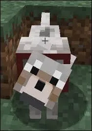 Comment adopter un chien ?