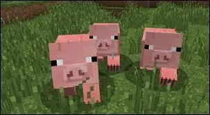 Comment adopter un cochon ?