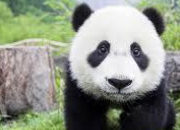Quiz Cet animal de Chine : Le panda