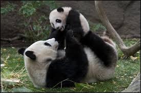 Quelle association protège le panda ?