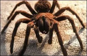 Quelle est cette araignée ?