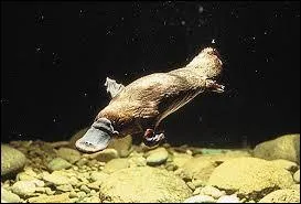 Quel est cet animal ?