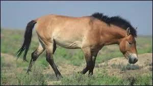 Quelle est cette race de cheval jusqu'aujourd'hui indomptable ?