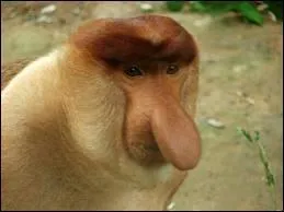 Quel est ce singe peu commun ?