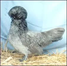 Quel est cet oiseau ?