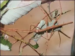 Quel est cet insecte ?