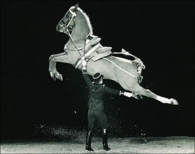 Que fait ce cheval ?