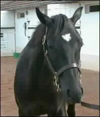 Quel est le nom de cette "trace" blanche sur la tête de ce cheval ?