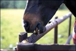 Quel animal peut-on mettre comme compagnon à un cheval pour ne pas qu'il s'ennuie ? (2 réponses)