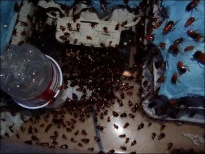 Entretenir une amertume tenace !