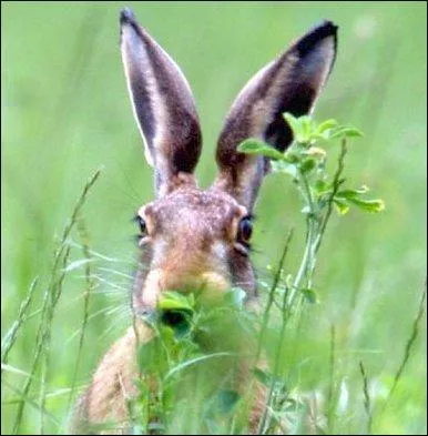 Décoller un capucin !