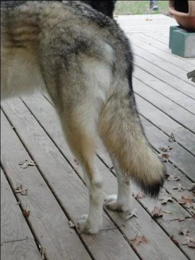 Lorsque l'on discute de ce canidé, on voit son derrière !