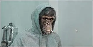 Ce n'est pas à un primate âgé que l'on peut donner la leçon !