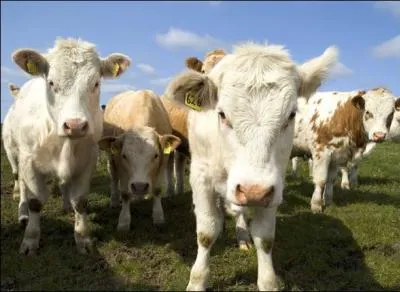 Une profession pour chacun, et le bétail restera où il est !