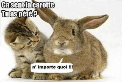 Rien n'est équivalent au rejet malodorant d'un oryctolagus !