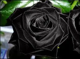 Lisez bien la question. La rose noire naturelle existe-t-elle ?