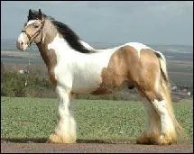 Quelle est la robe du cheval sur la photo ?