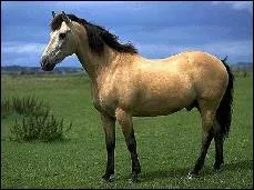 Quelle est la robe du cheval sur la photo ?