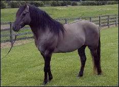 Quelle est la robe du cheval sur la photo ?