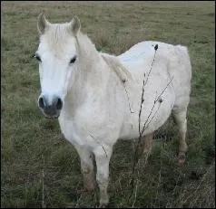Quelle est la robe du cheval sur la photo ?