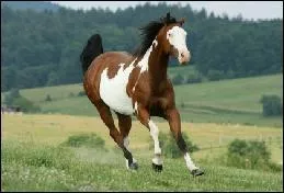 Quelle est la robe du cheval sur la photo ?