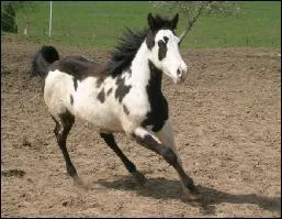 Quelle est la robe du cheval sur la photo ?