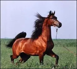 Quelle est la robe du cheval sur la photo ?