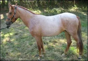 Quelle est la robe du cheval sur la photo ?