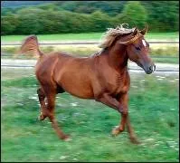 Quelle est la robe du cheval sur la photo ?