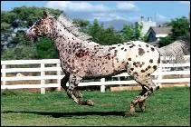 Quelle est la robe du cheval sur la photo ?