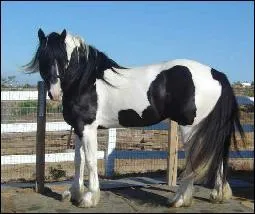 Quelle est la robe du cheval sur la photo ?