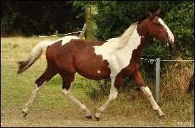 Quelle est la robe du cheval sur la photo ?