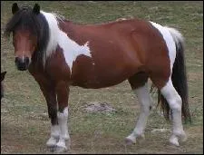 Quelle est la robe du cheval sur la photo ?
