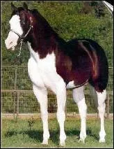 Quelle est la robe du cheval sur la photo ?